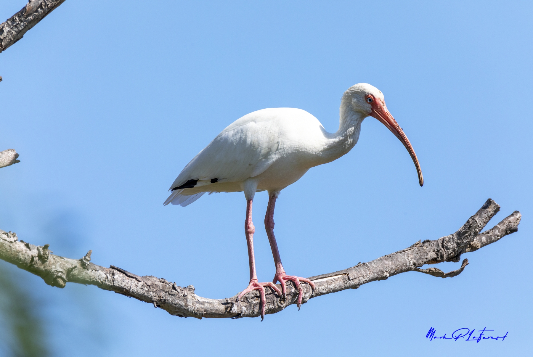 /gallery/north_america/USA/Texas/port aransas/American White Ibis Port Aransas TX 2020-004_med.jpg